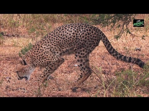 Unwell Cheetah Vomiting