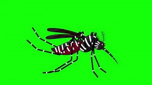 Aedes aegypti mosquito 2D animation looping in flight on a green screen backdrop.