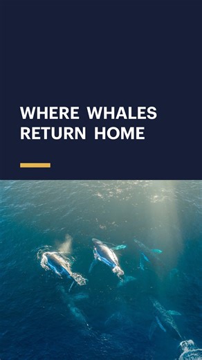 Curiosity Stream on Instagram: "Hidden along Canada’s remote Pacific coast lies a place that still feels untouched by time. 🌲🐋 Narrated by Ryan Reynolds, Great Bear Rainforest takes you inside one of the wildest ecosystems on Earth—home to grizzlies, coastal wolves, sea otters, and the rare white spirit bear. Each spring, humpback whales return by the thousands, timing their arrival with the spawning of Pacific herring—one of the greatest natural “buffets” on the planet. For the Heiltsuk First