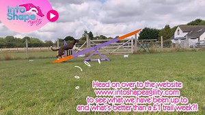 Here they are! The first TWO instalments of the 4on Seesaw module for a larger dog 🥳 you also have an introduction to the behaviour video and a short recap on a few of the seesaw games to have a look at too all in the same module. Head on over to www.intoshapeagility.com ➡️ Contacts module ➡️ 4 on seesaw for larger dogs ➡️ and enjoy! We hope you enjoy the journey 🫶🏻🥳🫶🏻 | Into Shape Agility