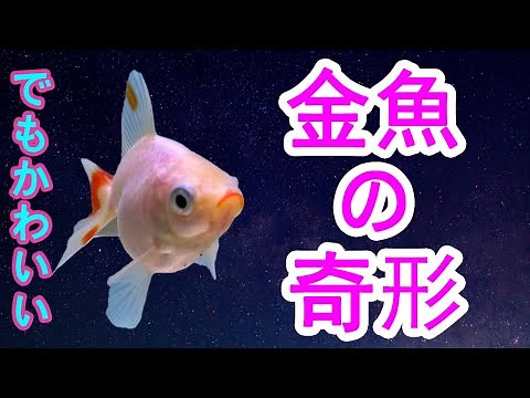 金魚の奇形 奇形金魚と選別 奇形だってかまわない！かわいい金魚