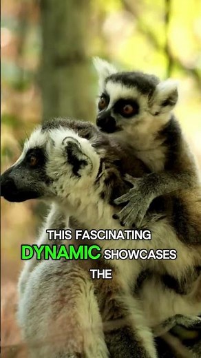 Lemurs Uncovered: The Enchanting Lives of Madagascar's Nighttime Primates!