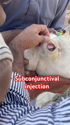 Subconjunctival injection| corneal opacity| #music #newsong #love #viral #punjabisong #cattledisease