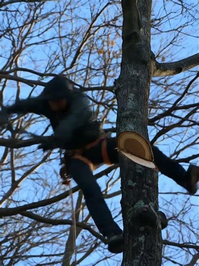 Climber falls from tree! How not to do tree work.
