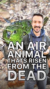 🧟‍♂️🦜 An air animal that’s risen from the dead! 🌌The Australian Night Parrot was first discovered in 1845, but by 1912, the species was believed to be extinct. 😔 That is, until 2013, when photos and video footage confirmed that these elusive birds were still alive in the wild! 📸🌿Why are they so hard to find? These parrots are nocturnal and hide among rocks and brush during the day. 🌙🪨 Plus, with fewer than 250 individuals—and possibly as low as 20—they are incredibly rare. 😱Researchers 