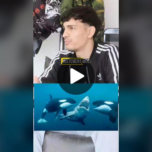 Tw : thalassophobie - Vous avez deja vue des requins? 🦈 #requin #ocean #fondmarin #lagamberge #poisson #france