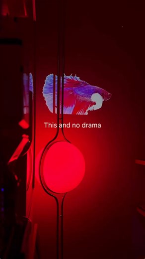 This isn’t just a lamp. It’s atmosphere. The Ravixia™ – Moonlight Lamp casts a soft, sculptural glow that transforms your space into a calm, modern retreat. Inspired by moonlight, it creates warm ambient lighting that instantly elevates bedrooms, living rooms, and cozy corners. Minimal. Elegant. Timeless. ✅ Soft, calming ambient glow ✅ Modern sculptural design ✅ Instantly elevates any room ✅ USB-powered and easy to place anywhere ⚡ Flash Sale: 60% off free shipping today! | Ravixia