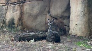 10K views · 846 reactions | Puma brothers, Cappucino and Macchiato explored their outside exhibit for the first time this week! The weather will need to improve before they can go out daily. In case you missed their story, these cubs were rescued in Washington state after being orphaned. They’ve been in Memphis since October.  | Memphis Zoo | Facebook