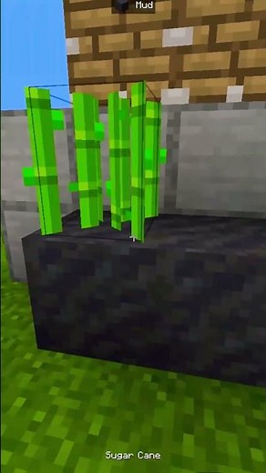 How to make easy Automatic Sugarcane Farm in Minecraft 1.21