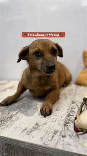 Ο Φοίβος είναι ένα μικρόσωμο τσιουάουα–πίνσερ, περίπου 5 ετών και ούτε επτά κιλά🐾 Δεν έχει γνωρίσει τον έξω κόσμο και δεν έχει εκτεθεί σε πολλά ερεθίσματα, οπότε αυτό τον κάνει αρκετά φοβισμένο απέναντι σε ό,τι του είναι άγνωστο. Είναι υγιέστατος, στειρωμένος, πλήρως εμβολιασμένος και με microchip. Αναζητά έναν άνθρωπο με υπομονή, που θα του δείξει τον κόσμο από την αρχή και θα επενδύσει στη σωστή προσέγγιση και εκπαίδευση. Μόλις νιώσει ασφάλεια, γίνεται ένα πολύ γλυκό και τρυφερό πλασματάκι, α