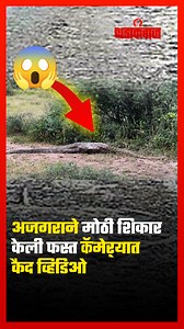 139K views · 846 reactions | जंगलातील हा अविश्वसनीय आणि थरारक क्षण...