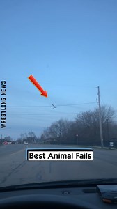 230K views · 1.1K reactions | Best Animal Fails | Wrestling News | Facebook