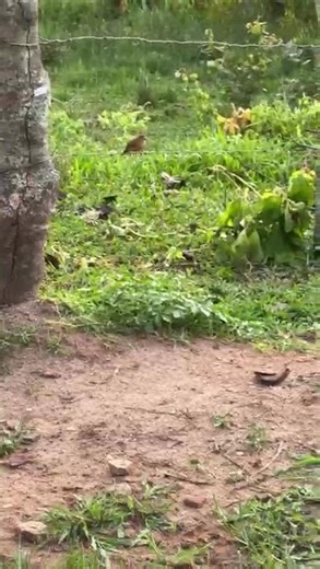 The beast is turned upside down.