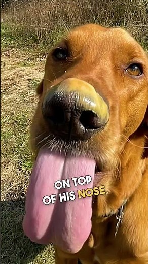 Dog Licks Peanut Butter in Slow Motion 🐶 👅