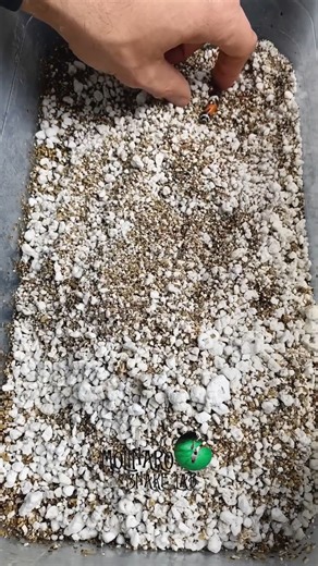 Breeding Tricolor Hognose: Full Hatching Journey! #reels #animals #snake #reptiles #fblifestyle | The Molinaro Snake Lab