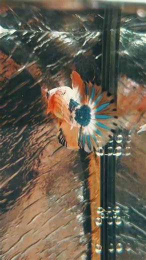 MARBLE BETTA🐠🐟#splendens
