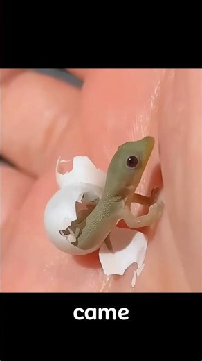 A Strange Creature Hatched from an Egg