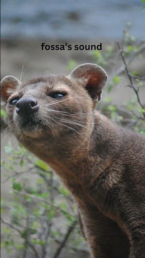fossa’s sound #fossa #soundofnature #animals #mamals #wildlife #sound #wikipedia #shortvideo