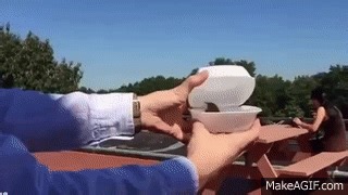 Bird flies into window seconds after being released back into the wild on Make a GIF