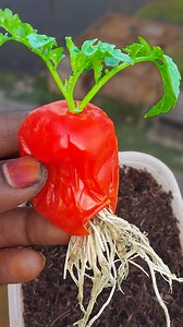 How to grow tomato tree at home from tomato fruit || #highlights #viewers #garden | DIY IndoorGarden