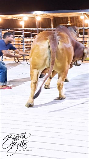 Muscular young bull gives a glimse of its power | Biggest Bulls Photography