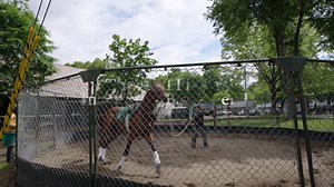 Something about mornings on the backside of Saratoga…🎪 The rhythm of the hooves, the quiet guidance, the bond between horse and human — it’s magic. It’s therapy. It’s the real work most never see. Horseman: Neil Poznansky. | The Real Players Inside The Backstretch