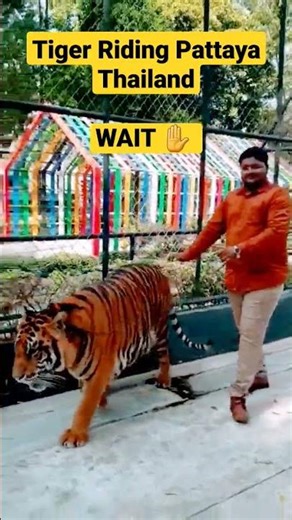 Tiger Attack | Riding Tiger 🐅 Pattaya Bangkok Thailand #viralshort #short #tigers #ytshort