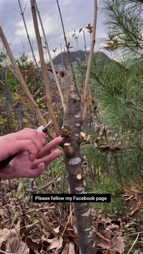 Tips for Pruning Ash Trees #bonsai #heronsbonsai #garden
