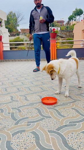 Epic end 🤣🤣🤣 learn to train you dog at home with me. ✅🐕 #fyp #sasmit3 #train #dogtrainer #tips #lesson