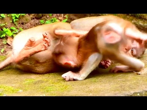 Helpless Monkey Screams in Pain During Vicious Attack!