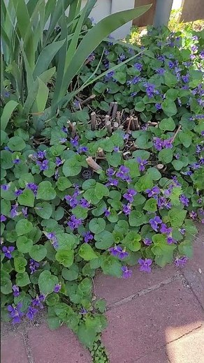 The Prettiest Weed I Can't Stand - Wild Violet