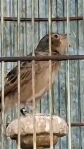 Branjangan javanica gacor