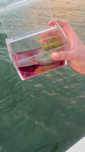 Cow Turtle on TikTok