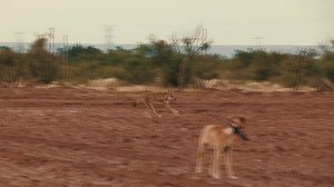 22K views · 107 reactions | Check out how Predator Pursuit uses trained decoy dogs to bring coyotes in close! | Predator Hunting Mania | Facebook