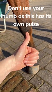 37K views · 227 reactions | Monitor your horse closely to notice the subtle signs of laminitis.  #HereToHelp | British Horse Society | Facebook
