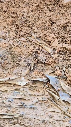 highland fishing skills, single hook fishing on the lake shore, harvesting fish for sale #highlandboy #highlandboyfishing #fishingtechniques | Voga Gi | Facebook