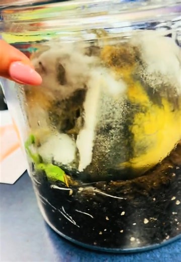 🎃 Pumpkin Jack Update! 🌱 You may remember the Pumpkin Jack experiment we started in the library not long ago — our goal was to observe the full life cycle of a pumpkin. Well… the experiment is working! 🙌 We now have baby pumpkin plants sprouting! 🌿🍂 Science is growing in our library every day! 💙🌟❤️ #WeAreAllin #HendricksStrong #JourneyToGreatness #DontStopBelieving #ALLin McAllen ISD | Lucile McKee Hendricks Elementary