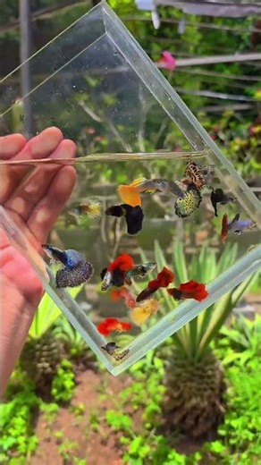 fancy guppy fish aquarium tank