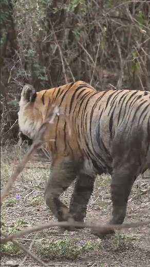 Sariska Tiger Reserve: Hidden Gem of Rajasthan! Amazing Wildlife Safari Experience & Tiger Sightings