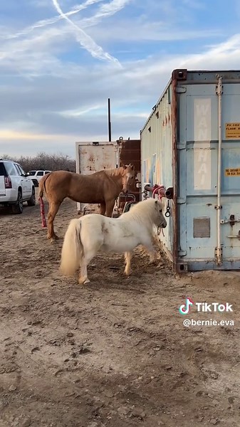 My horse has a very stable personality.#horse#horses#horsesoftiktok #funny#funnyvideos #animals #equestrianism #horselife