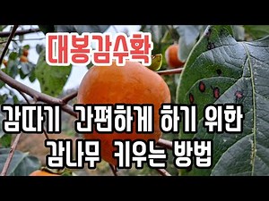 대봉감수확 감따기 간편하게 하기 위한 감나무 키우는방법