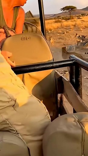 147K views · 713 reactions | Leopard hands her tiny cub to people in a car to escape jackals!  | Hina Khan Vlog | Facebook