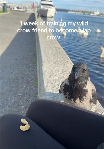 Wild Crow's Confidence Grows: 7 Days of Training