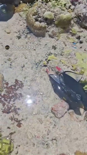 #triggerfish #marinefish #fishcatching #aquarium #shortvideo