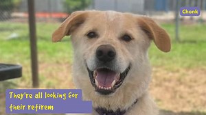 3.2K views · 66 reactions | It’s National Adopt a Senior Dog Month,...