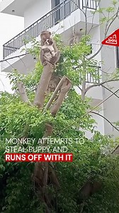 This isn't something you see everyday 😂 #monkey #puppy #animals #funny | 89.7 Bay