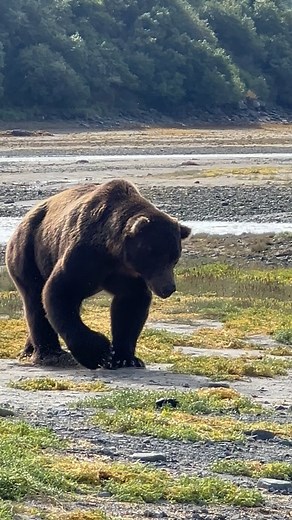 Big bear walking. This older male brown bear is a regular at one of the rivers we visit this time of year. He’s looking a little thinner than he should for September, but he’s still got a couple of months to put on weight. Many of the bears I’ve been watching are not as fat as they would normally be this late in the season. I’m guessing there’s a direct correlation between that and the low salmon numbers. #bigboi #walkthewalk #bears #brownbear #brownbears #wildlifeplanet #wildlifeaddicts #alaska