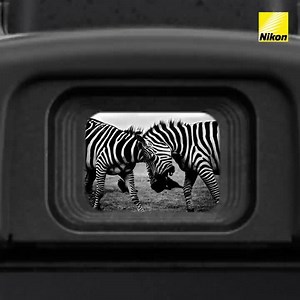 17K views · 1.8K reactions | Explore Capture With Nikon, a community platform for photographers and videographers to learn and share their work. | Nikon | Facebook