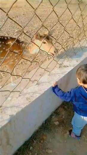 Baby Sees Deer for the First Time 🦌😍 | Cute Zoo Moment | Indian Baby Reaction #Shorts