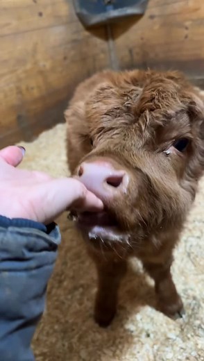Milking Highland Cows: A Cute Mini Cow Calf Moment